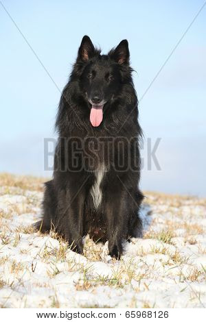Beautiful Chien De Berger Belge In Winter