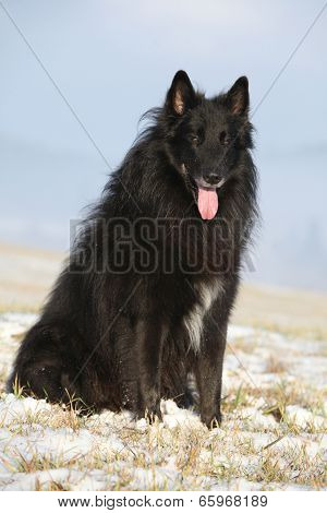 Beautiful Chien De Berger Belge In Winter
