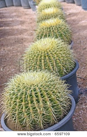 Cactos