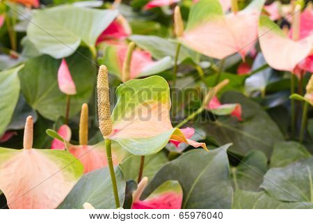 Flamingo Flowers or Boy Flowers