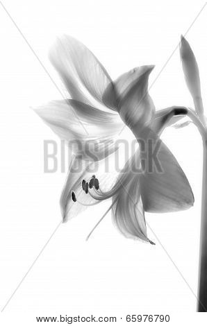 Amarilis Flower In Black And White