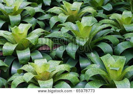 Bromeliad plant in green house