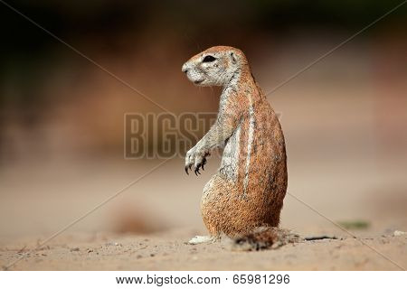 Ground squirrel (Xerus inaurus), Kalahari desert, South Africa