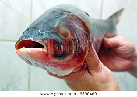 Fisken Silver karp