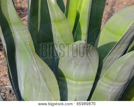 Agave Grace