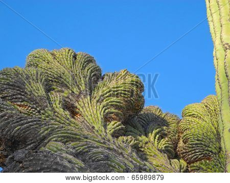 Fantastic Saguaro Crest