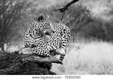 leopard