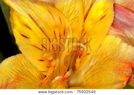 Daylily flower