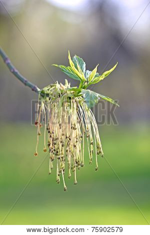 Male flowers of maple ash