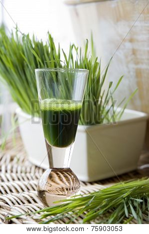 Fresh Wheatgrass With Wheatgrass Juice
