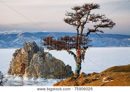 Winter Baikal. Shaman tree on the bank of winter Baikal lake 