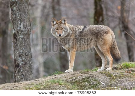 Coyote(s) in the woods