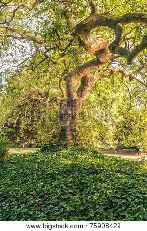 Curved Old Tree In Park