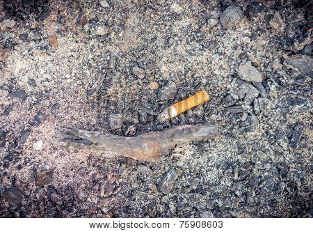 Cigarette Butt In Ash