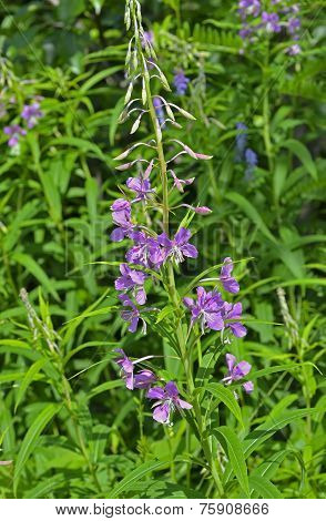 Willow-herb