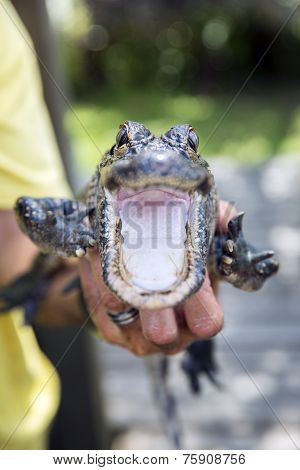 Cute baby alligator