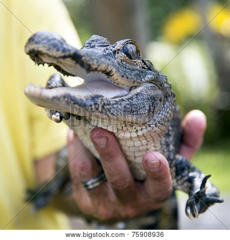 Cute baby alligator