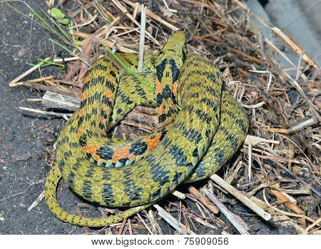 Snake (rhabdophis Tigrina)