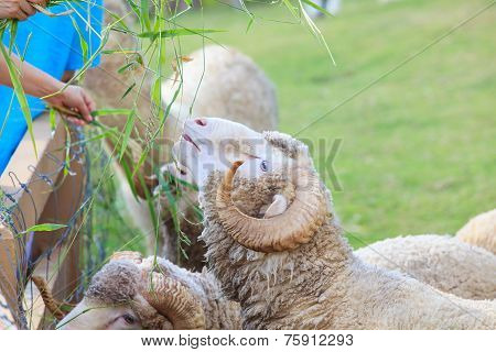 Hand Feeding Ruzi Grass For Merino Sheep In Farm