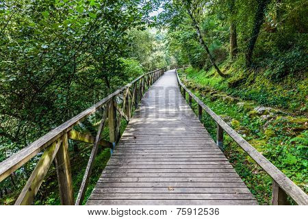 Hiking wooden passage or path through the luxurious forest near the Queimadela Dam in Fafe, Portugal