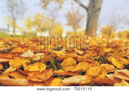 Autumn Background