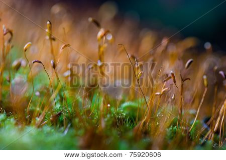 Pure forest bed, moss