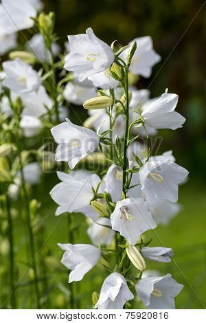Campanula or canterbury bells flowers in garden
