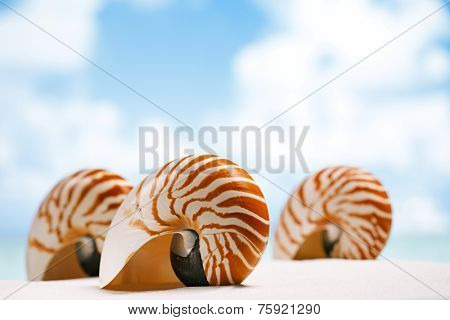 nautilus shell on white Florida beach sand under sun light, shallow dof