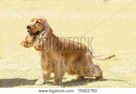 English Cocker Spaniel