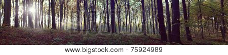 Panoramic view of foggy forest