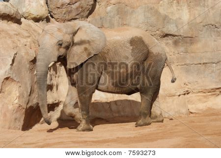 Elefante africano