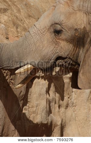 African Elephant