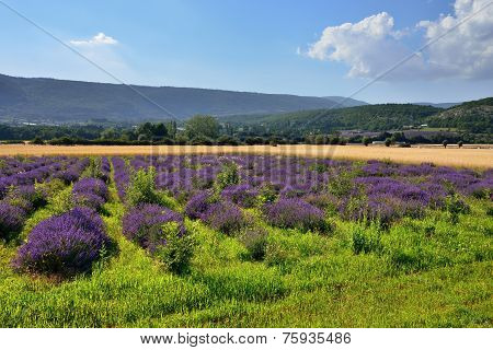 Provence Rural Landscape