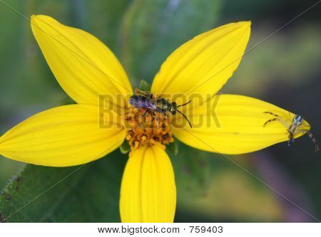 pająk na kwiat i pszczoła