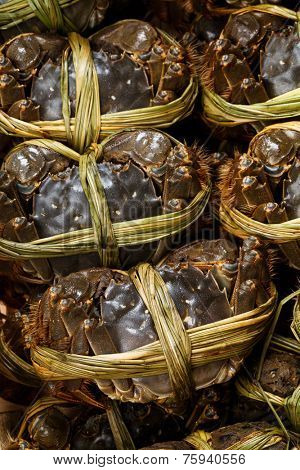 China hairy crabs