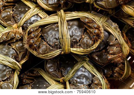 China hairy crabs
