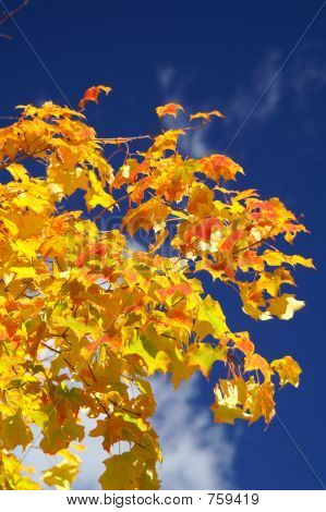 秋の紅葉