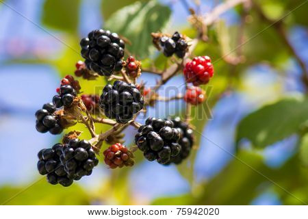Blackberries