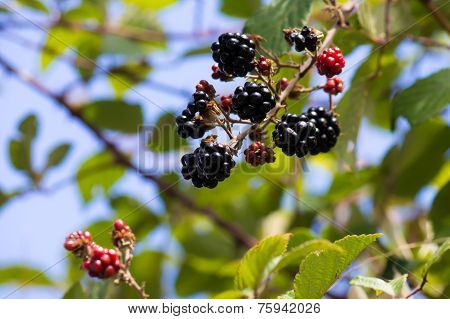 Blackberry