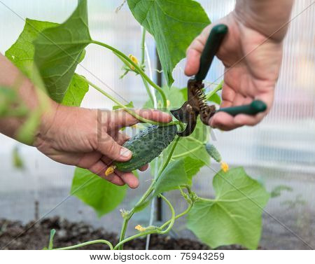 Picking Cucumber