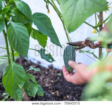 Picking Cucumber