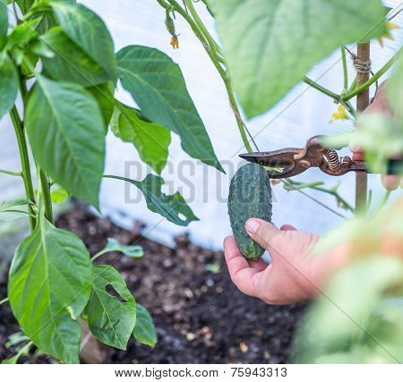 Picking Cucumber