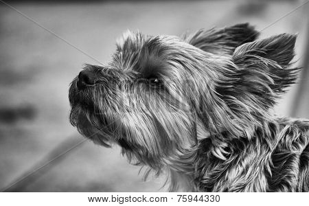 Yorkshire Terrier