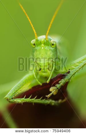 Macro grasshopper