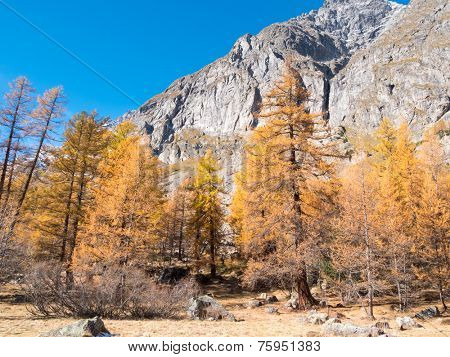 Larch forest in fall - Mont Blanc, Courmayer, Val d'Aosta, Italy, Europe.