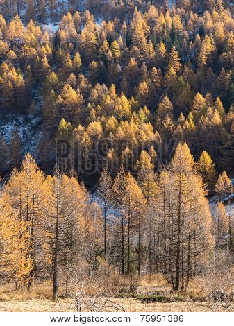 Larch forest in fall - Mont Blanc, Courmayer, Val d'Aosta, Italy, Europe.