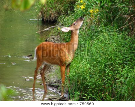 Krmení Whitetail