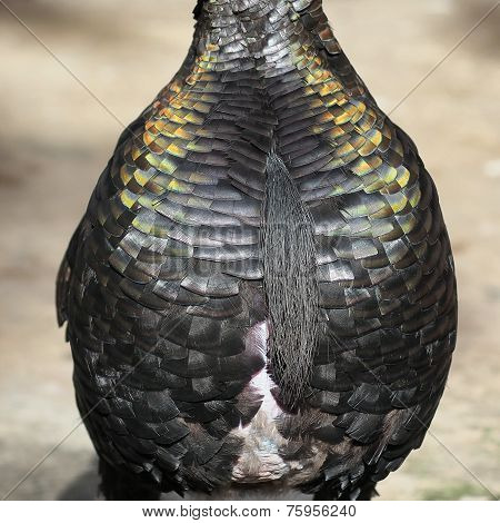 Feather Of Turkey