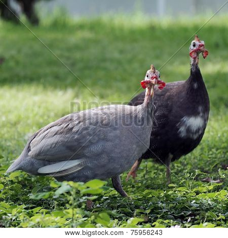 Turkey