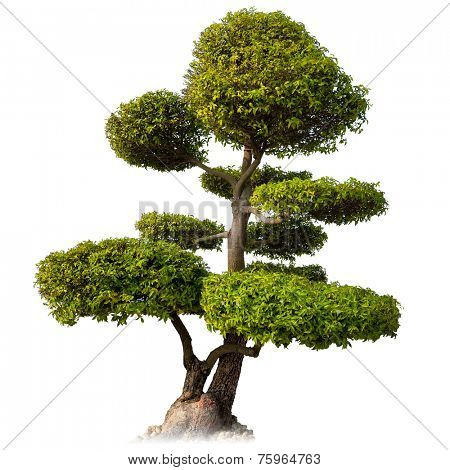 Tree isolated on white background. Asian bonsai plant for oriental garden 